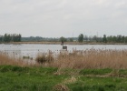 VWG vogelreis Oost Duitsland mei 2010 352 : VWG vogelreis Oost Duitsland mei 2010, m.klingers